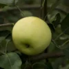 Yellow Transparent Apple