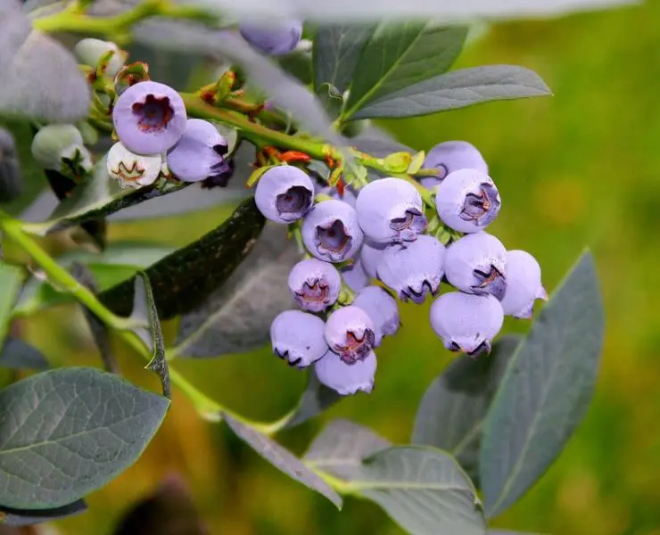 Misty Blueberry - Image 2