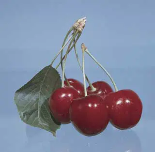 Bing Sweet Cherry - Image 2