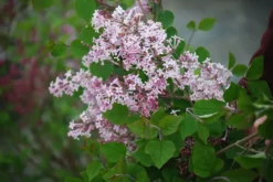 Josee Reblooming Lilac