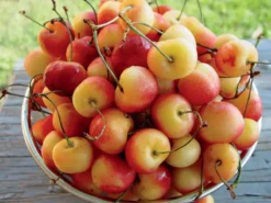 Emperor Francis Sweet Cherry