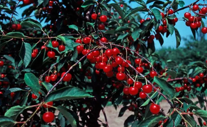 Stark® Montmorency Pie Cherry - Image 2