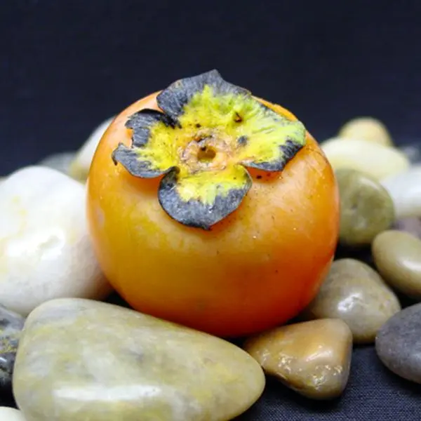 Prok American Persimmon - Image 3