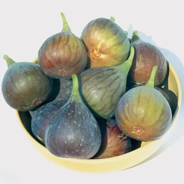 Brown Turkey Fig - Image 2