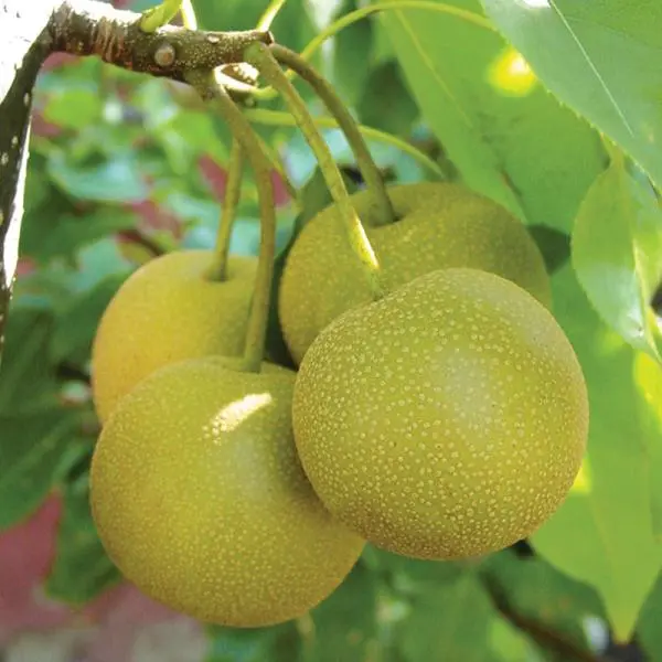 Hosui Asian Pear - Image 3