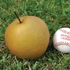 Starking® Hardy Giant⢠Asian Pear