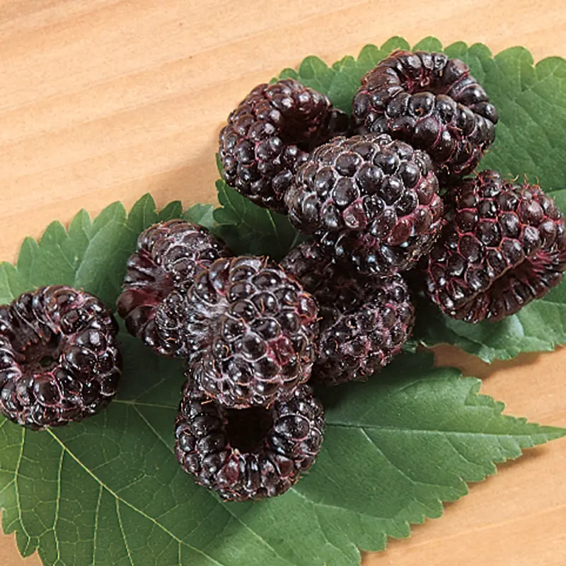 Allen Black Raspberry