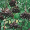 Johns Elderberry