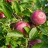 Starkspur® McIntosh Apple