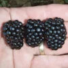 Prime-Ark® 45 Primocane Blackberry