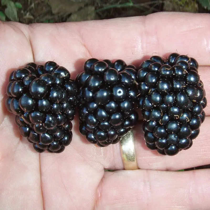 Prime-Ark® 45 Primocane Blackberry