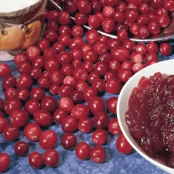 American Cranberry