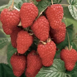 Thornless Loganberry