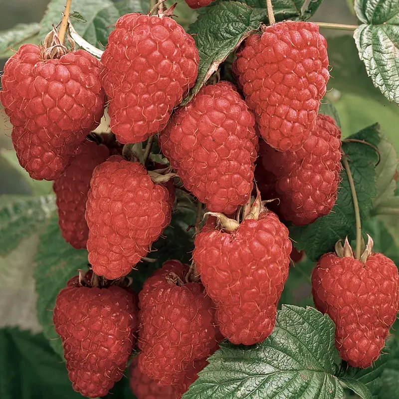 Thornless Loganberry