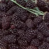 Boysenberry