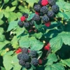 Bristol Black Raspberry