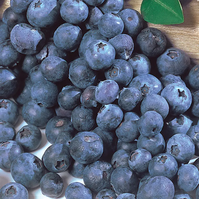 Northcountry Blueberry