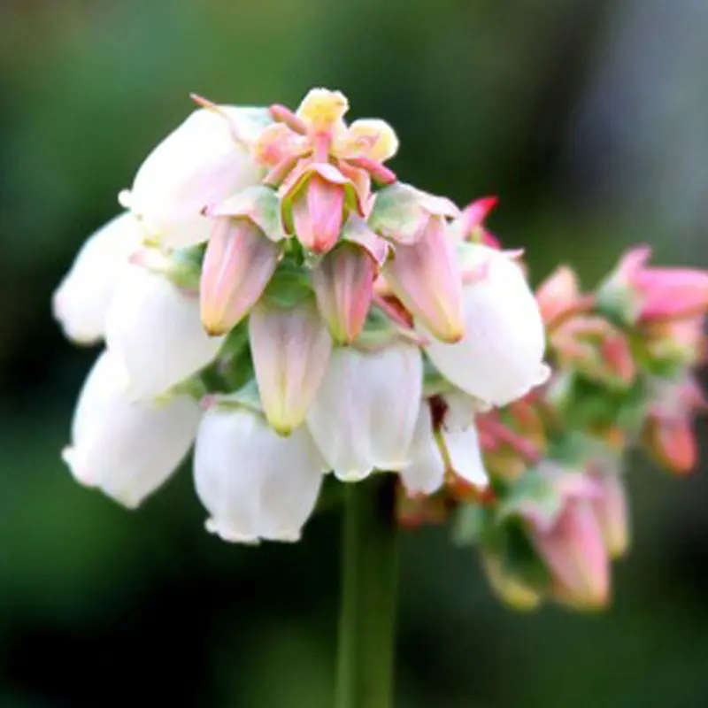 Elliott Blueberry - Image 3