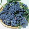 Blueray Blueberry