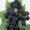 Munger Black Raspberry