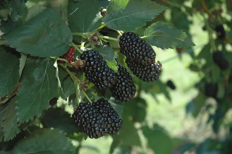 Prime-Ark® Freedom Primocane Blackberry