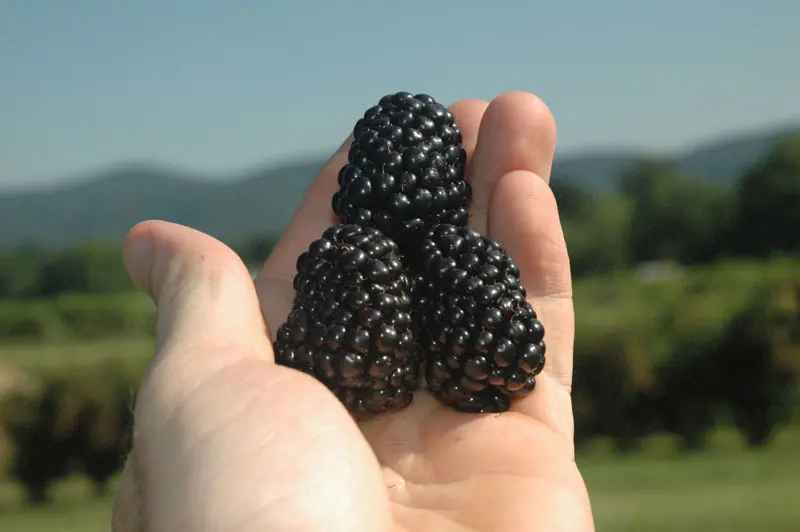 Prime-Ark® Freedom Primocane Blackberry - Image 3