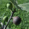 Chicago Hardy Fig