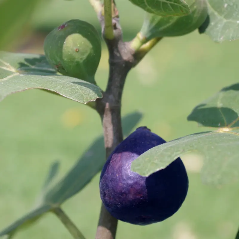LSU Purple Fig - Image 2