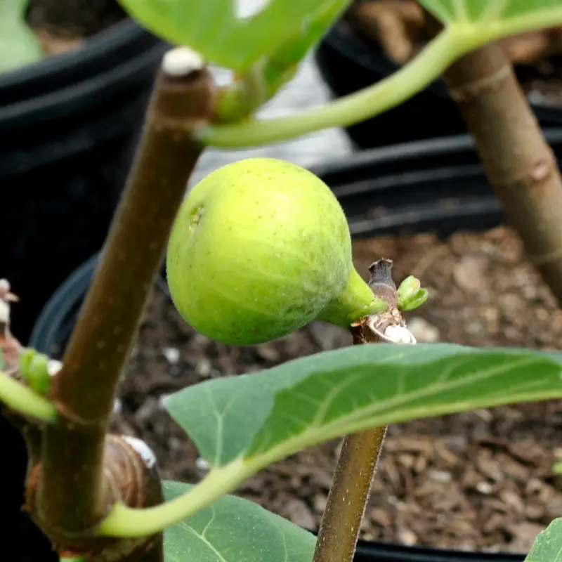 LSU Gold Fig - Image 3