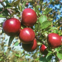 Starkspur® Arkansas Black Apple