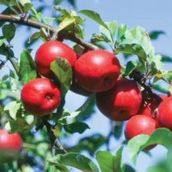 Starkspur® Red Rome Beauty Apple