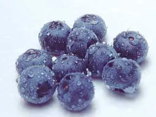 Northblue Blueberry - Image 2