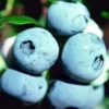 Jubilee Blueberry