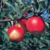 Jonagold Apple