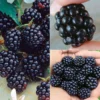 All Summer Long Blackberry Plant Collection