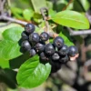 Nero Aronia Berry