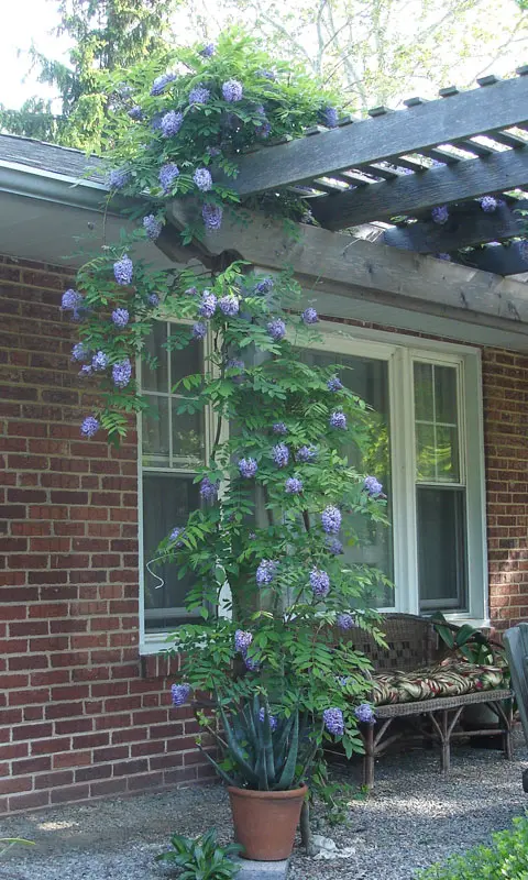 Amethyst Falls Wisteria - Image 4