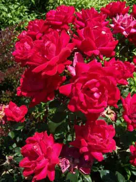 Double Knock Out® Rose - Image 2