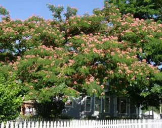 E H Wilson Mimosa - Image 4