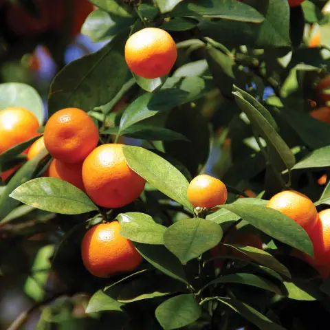Calamondin Orange - Image 2