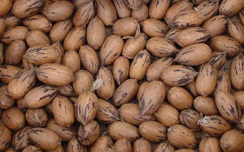 Pawnee Pecan - Image 3