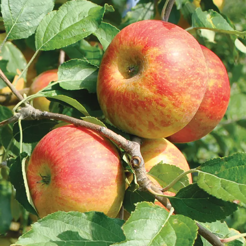 Cox's Orange Pippin Antique Apple