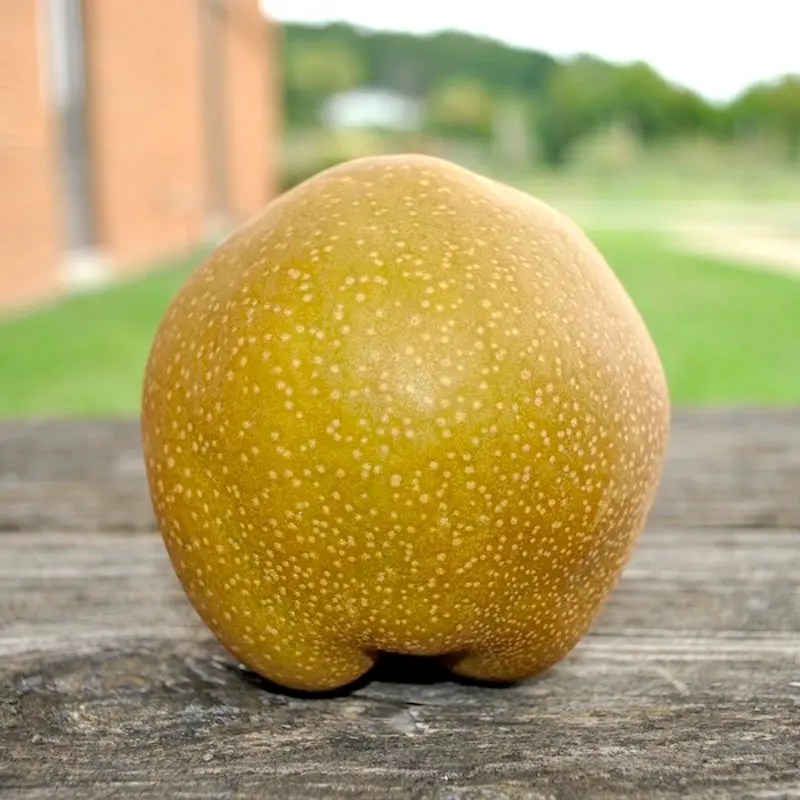 Peggy Asian Pear - Image 2