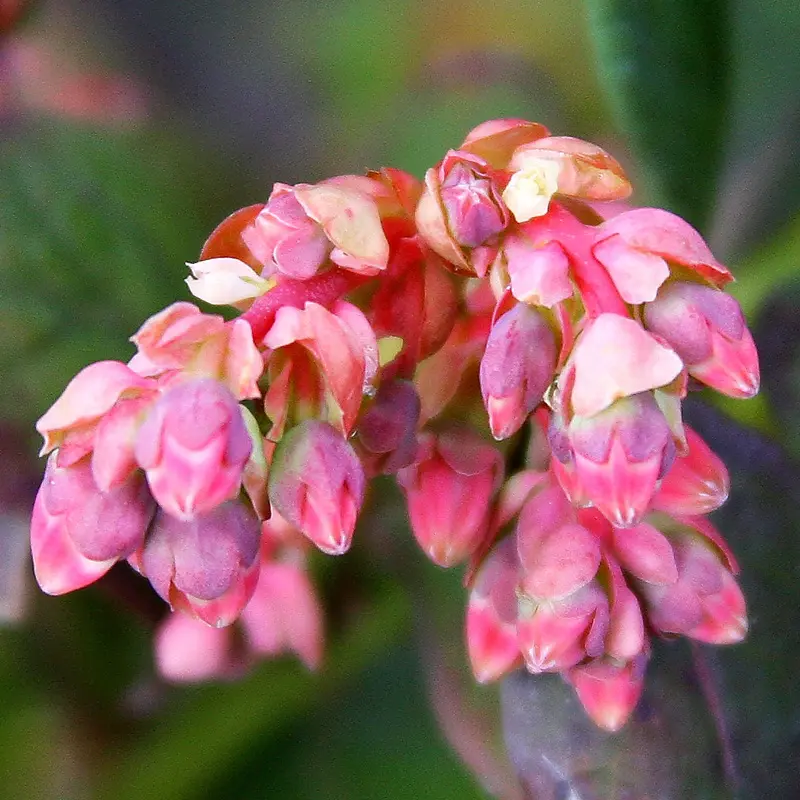 Bushel And Berry® Peach Sorbet® Blueberry - Image 5