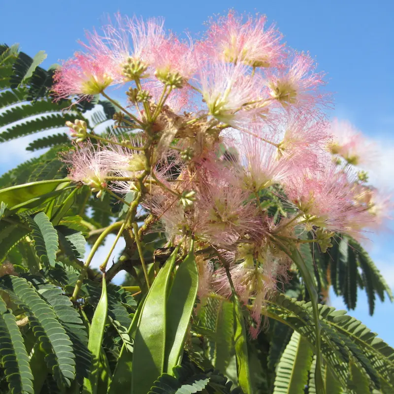 E H Wilson Mimosa
