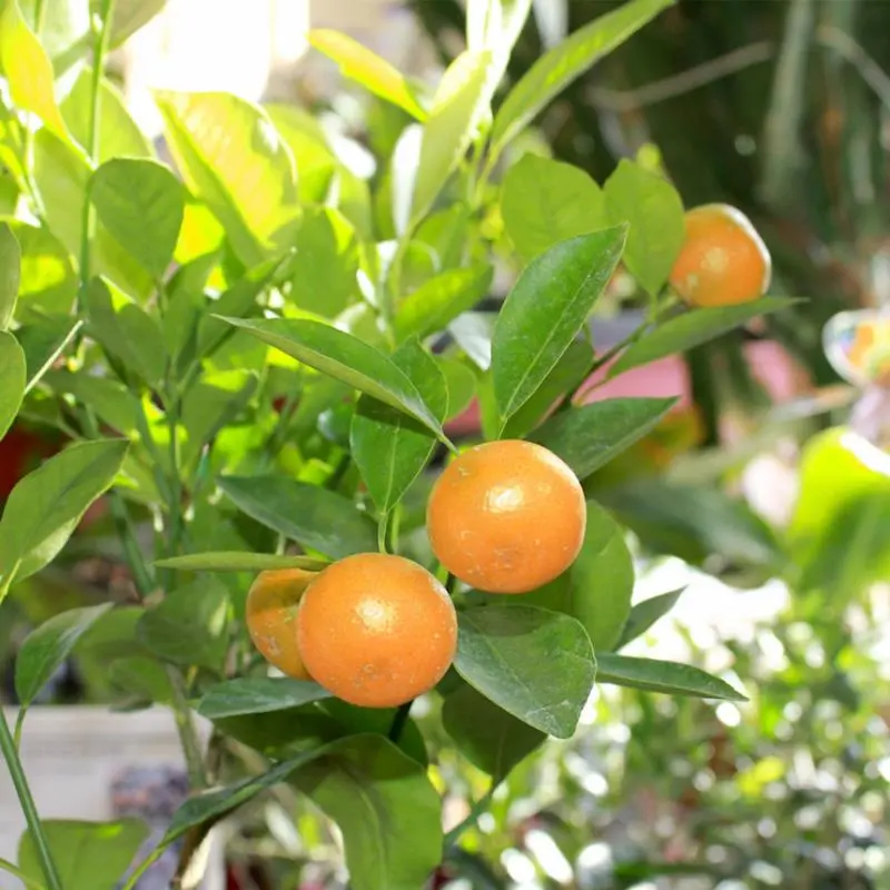 Calamondin Orange