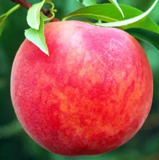 Starking® Delicious™ Peach