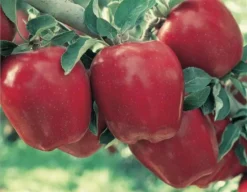 StarkrimsonĀ® Red Delicious Apple