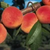 Redhaven Peach