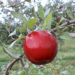 StarkĀ® Red RomanceĀ® Apple